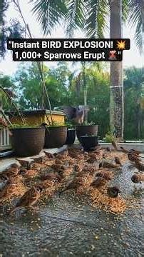 Instant BIRD EXPLOSION! 💥 1,000+ sparrows erupt. 🌋 #BirdExplosion #Sparrow
