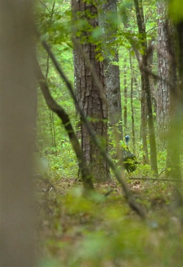 Picture Perfect Spring Hunt in Turkey