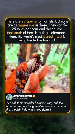 NEST OF THE GIANTS