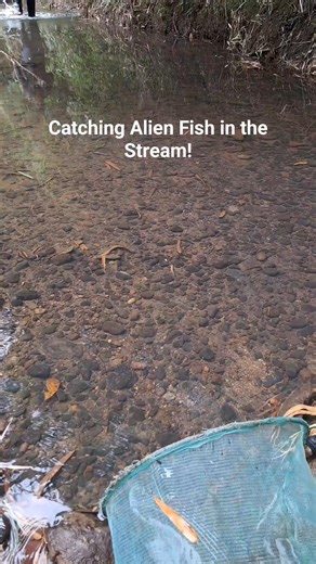 Fishing and Catching Aquarium Alien Fish in the Stream. "Alien fish" refers to a non-native species introduced to an ecosystem it doesn't belong, often becoming invasive like this fish called Dawkinsia tambraperniei endemic in India. #aquascapingnegros | Aquascaping Negros