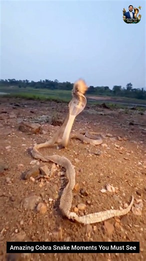 Amazing Cobra Snake Moments You Must See #snake #wildliferescue #cobra #wildlifeentertainment