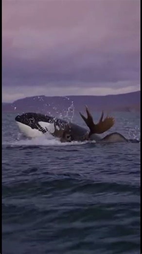 Moose Attacked by Orcas While Swimming | One of Nature’s Rarest Encounters
