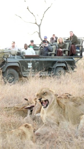 Lion Cub Gets Too Close to Hungry Lioness!