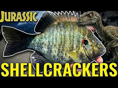 This Shellcracker Bite Will Blow Your Mind Part 2