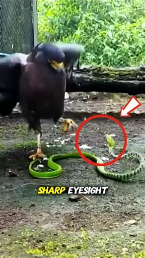 Eagle vs Snake | Who's Dangerous?#animals #shorts