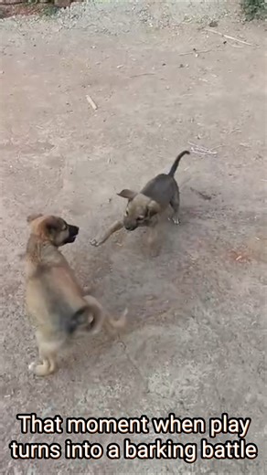 Tiny Puppy Provokes a Barking Fight 😱🐶 | Puppy vs Puppy Showdown