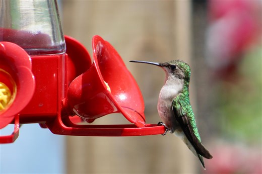 Spotted! Hummingbird migration map shows South Shore arrival. Where?