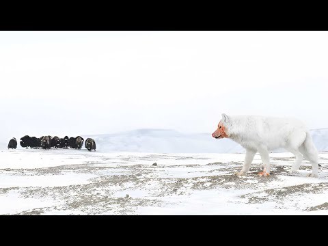The Largest White/Arctic Wolf Variant... CANADIAN ARCTIC WOLVES are lethal Muskox hunters...