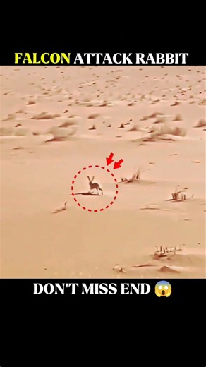 Eagle Vs Falcon Hunting Speed 😱 #animals #usa #unitedstates #unitedkingdom #shorts #viralvideo