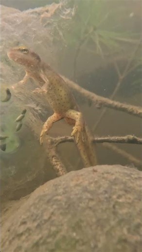 Snorkeling a Bog in Vermont