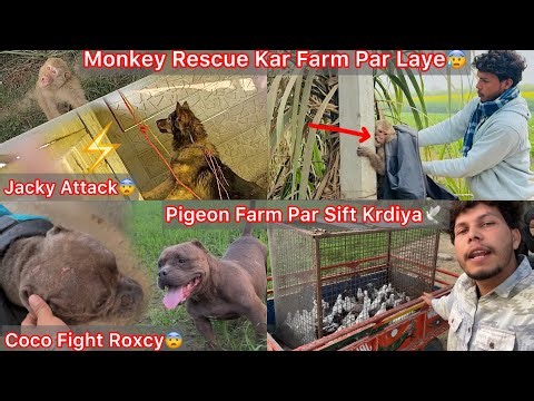 Monkey Rescue Lar Dog Farm Par Le Aaye😨Jacky Attack😨|| Sabhi Pigeons Ko B Farm Par Sift Krdiya🕊️🔥