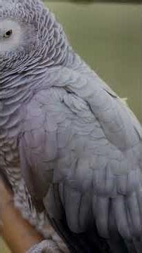 Stunning 4K HDR 60FPS – Special OLED TV TEST [Dolby Vision]