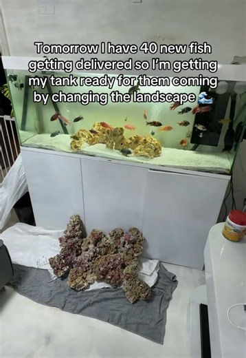 Preparing Your Tank for New Aquarium Fish Delivery