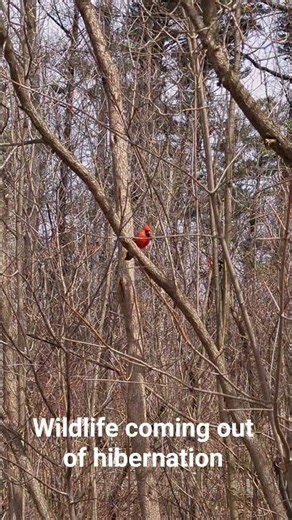 Spring wildlife 😁