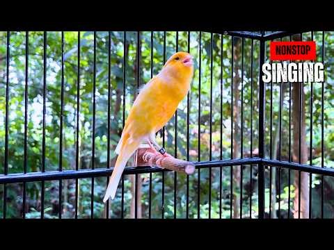 Canary Singing Training 2026 🚀 Instant Results with This Sound 🔥