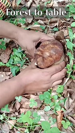 From mountain Sila Calabria picking up some of the best mushrooms #porcini #foraging #calabria
