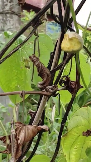 గాల్లో కాసే బంగాళాదుంపల్ని కూడా వదలట్లేదు || TELUGU GARDEN VLOG