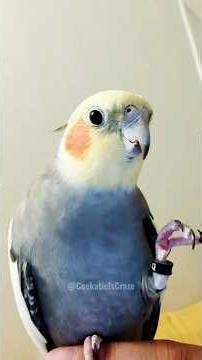 Cherry's Peekaboo Surprise! How My Cockatiel Learned to Talk 🦜🎶 #cockatielscraze