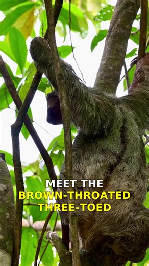 The three-toed sloth is the slowest mammal on the planet, but its fur is an entire ecosystem: algae grows in it, tinting it green for camouflage, and whole families of moths call it home. And the bloke can swim. Proper breaststroke. Follow for a new animal every day! #animalfacts #wildlife #sloth #sloths #rainforest