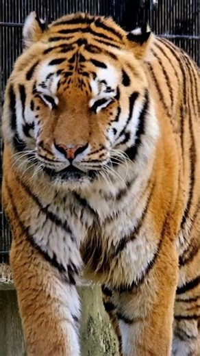 Tiger – The King of the Jungle | Amazing Tiger Facts |4K Video ULTRA HD