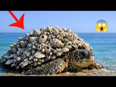 Giant Sea Turtle Restoration Compilation | Satisfying Shell Cleaning ASMR
