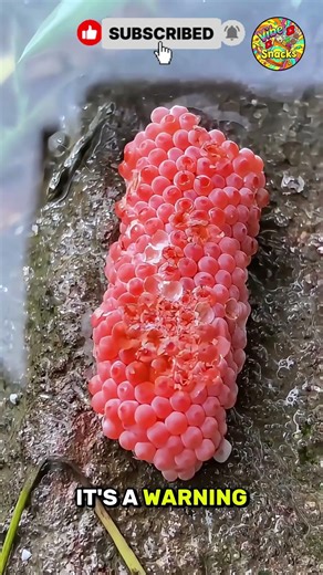 The Forbidden Raspberry 🍬🚫 (Do Not Eat!) #shorts