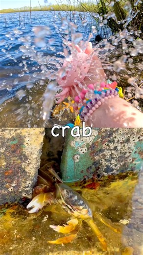 Sea Animal Names for Kids | Toy Learning Fun at the Lake: Crab Seal Octopus Manta Ray