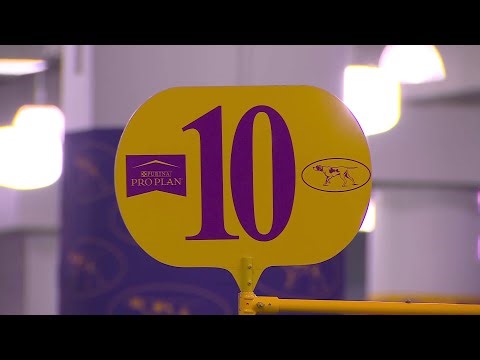 Basset Hounds | Breed Judging 2026