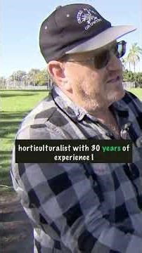 After trees fell across San Diego County during a holiday storm, here's how to spot unstable trees