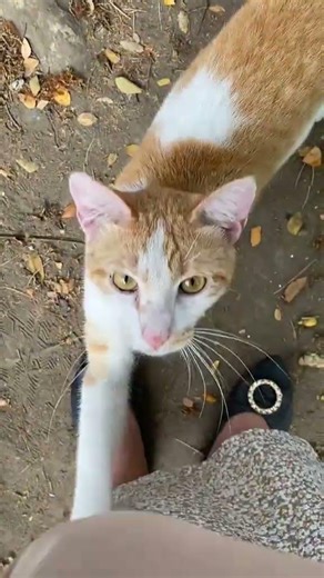 Random encounter to this cutie cat #petshorts #cats #muning #catshorts