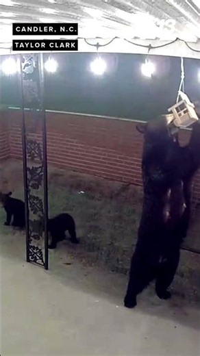 Midnight bear snack