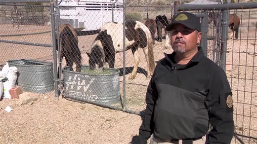 ‘Never seen horses this bad’: 3 horses dead, 8 malnourished in animal cruelty case