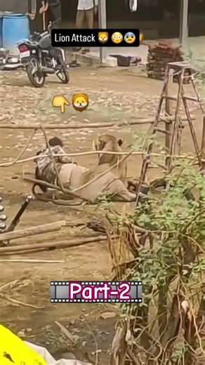 lion attack man face to face on street part-2 | #lion #gir #wildlife #animalattack #shorts #short