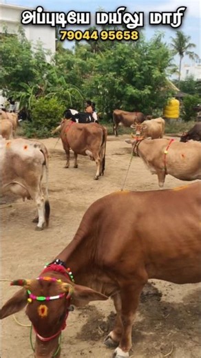 🥰Sanjay Dairy Farm❤️✨