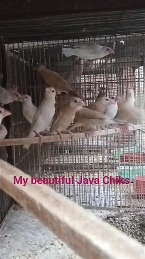 Java Chicks Ki Masti 🐣🔥 | Fast Growing Babies!
