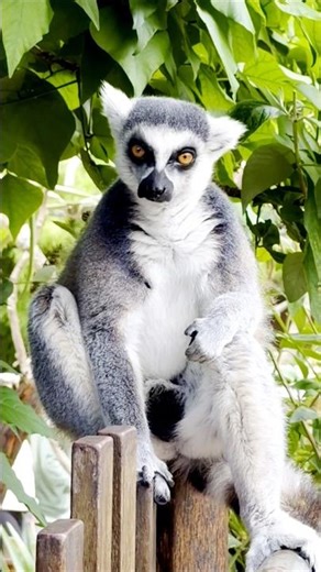 The King of Madagascar! 👑 Ring-tailed Lemur