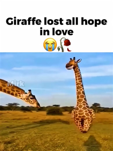 Giraffe lost all hope 💔 | giraffe