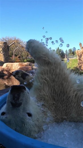 Beary nice Kallik #polarbear #animals #icetub #polarplunge #oregonzoo | Polar Bears