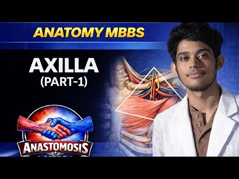 Axilla made easy in 30 minutes !!