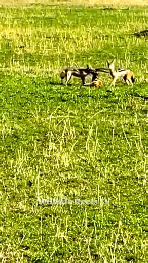 Foxes are often underestimated predators but when they do they can rival larger predators #wildlife