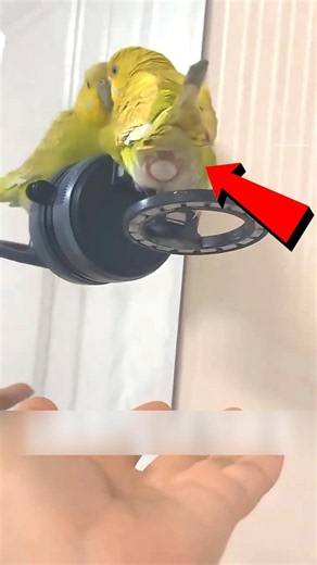 Parrot Egg Saved with Love