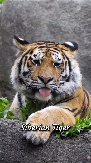 Siberian Tiger Facts #shorts