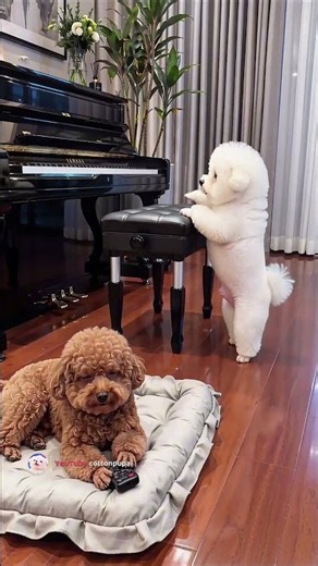 ​😂 Piano surprise backfires! Bichon becomes a funny little pianist! 🎹🐾 #shorts #funnydogs #cutedog