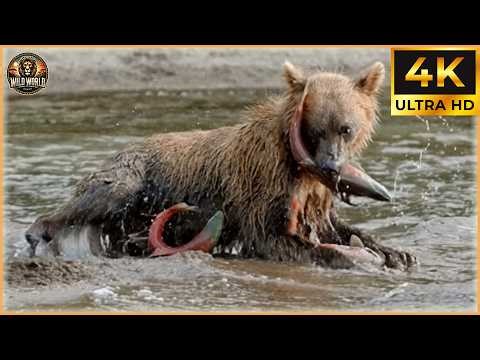 Craziest Grizzly Bear Attacks Ever Caught On Camera | Animal Documentary #181