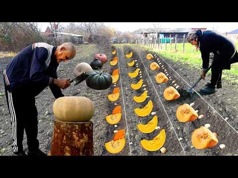 How to Grow Pumpkin from Seed | Baked Real Tandoor Bread in an Azerbaijani Mountain Village LIVE