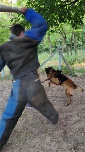 🫢Malinois attacks two intruders. Police dog training. #GUARDODESSA Odessa Ukraine