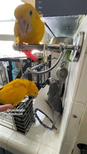 Two Golden Conures gang up against your African Grey parrot