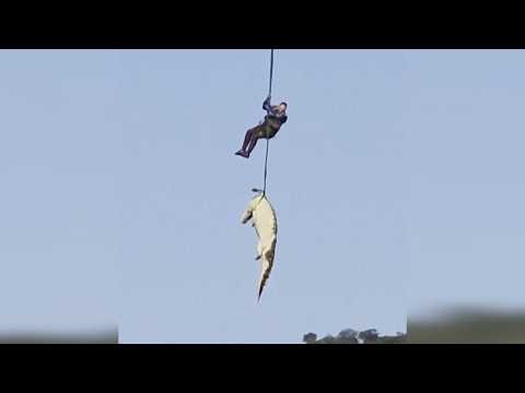 Human Remains Found In Crocodile After Police Airlift It From River