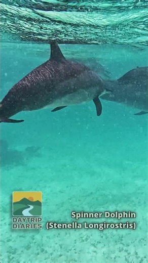 Playful Spinner Dolphin (FULL VIDEO link above)
