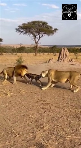Outnumbered Yet Defiant – Wild Dog Faces Lion & Lioness in a Desperate #wildlife #animals